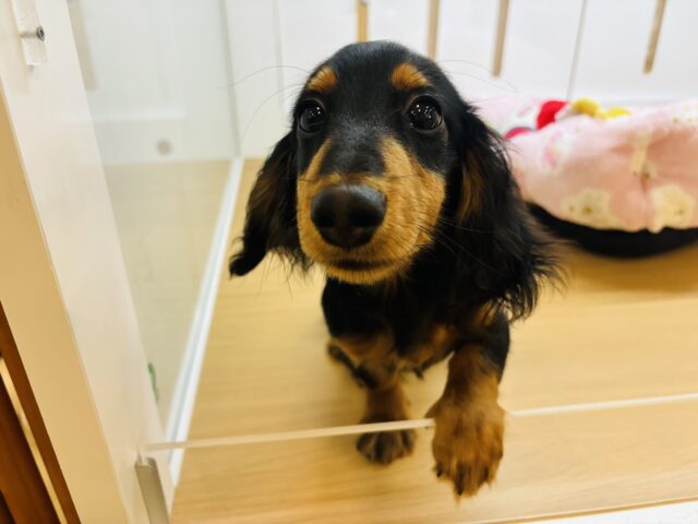 カニンヘンダックス