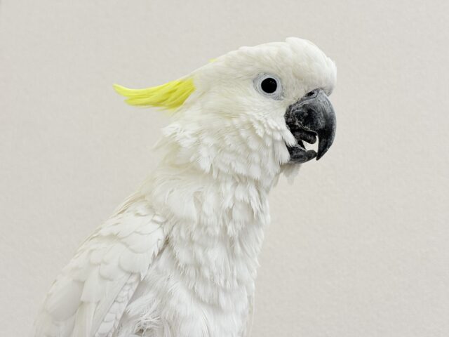 アルーキバタン