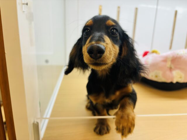 カニンヘンダックス