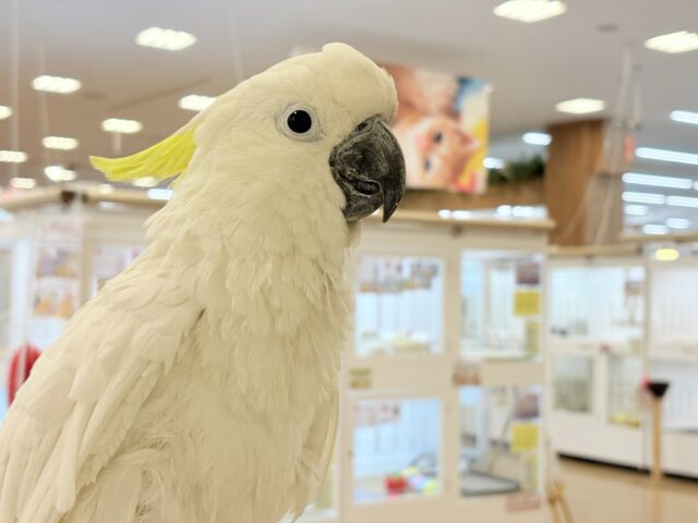 アルーキバタン