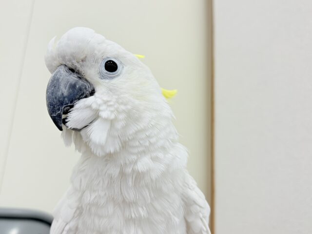 アルーキバタン