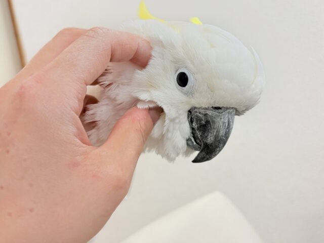 アルーキバタン