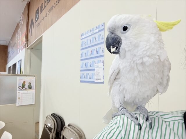 アルーキバタン