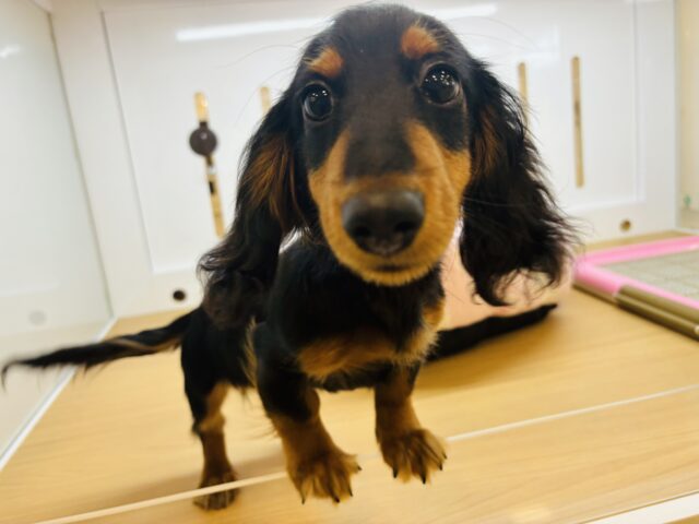 カニンヘンダックス