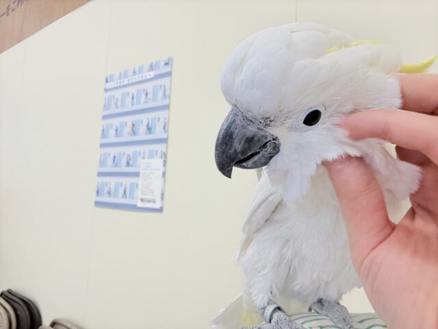 アルーキバタン