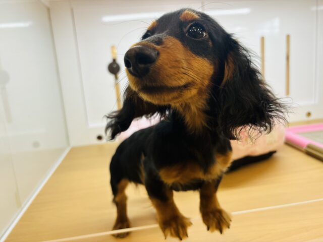 カニンヘンダックス