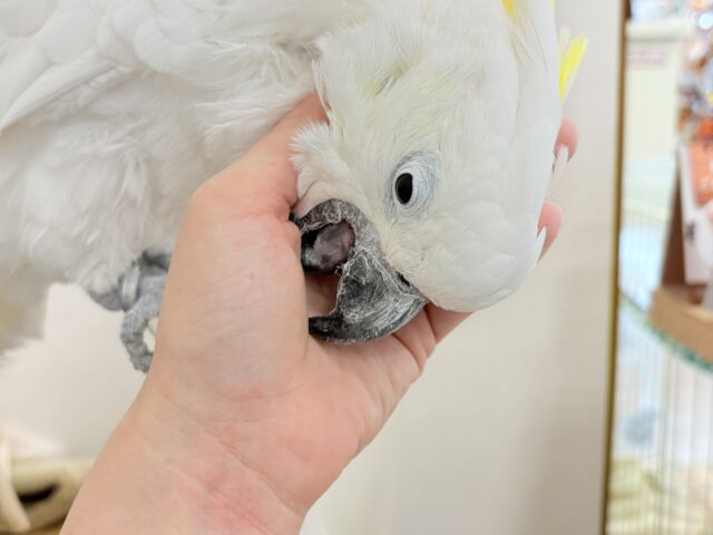 アルーキバタン