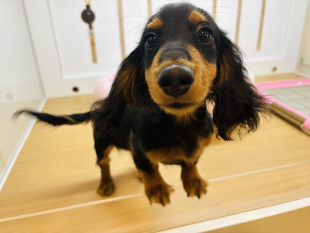 カニンヘンダックス