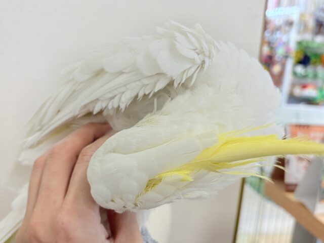 アルーキバタン