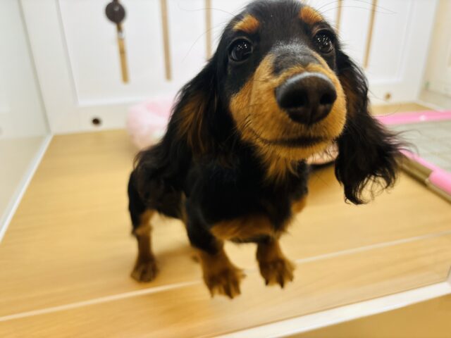 カニンヘンダックス