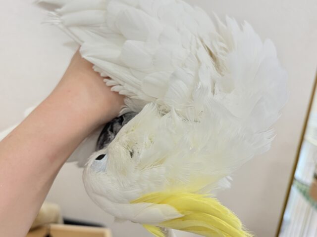 アルーキバタン