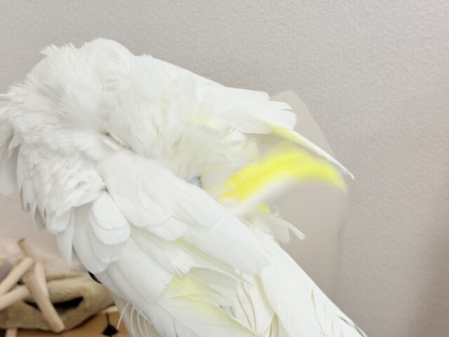 アルーキバタン