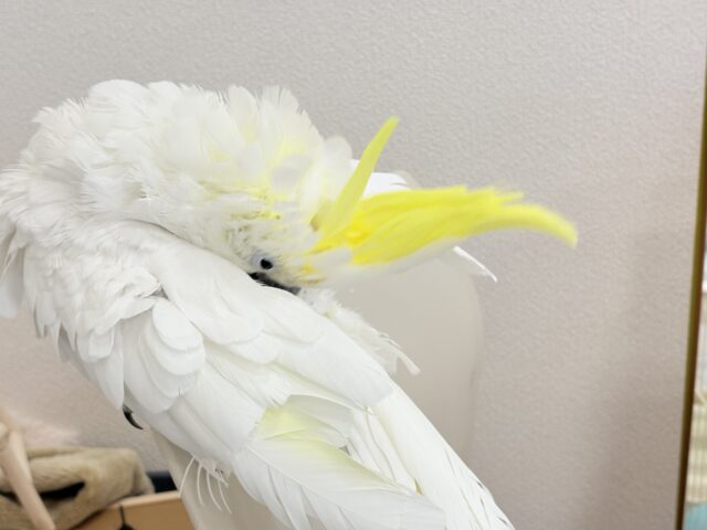 アルーキバタン