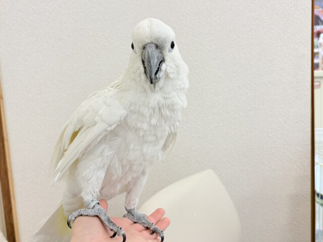 アルーキバタン