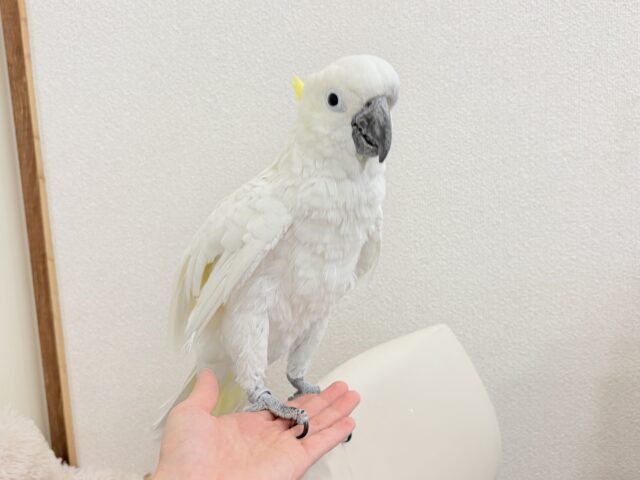 アルーキバタン