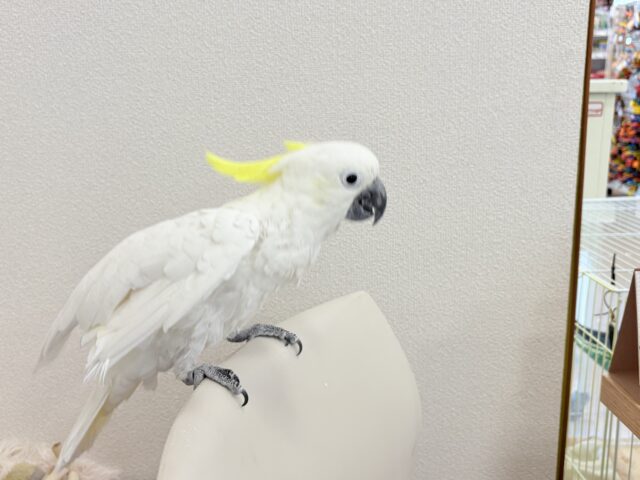 アルーキバタン