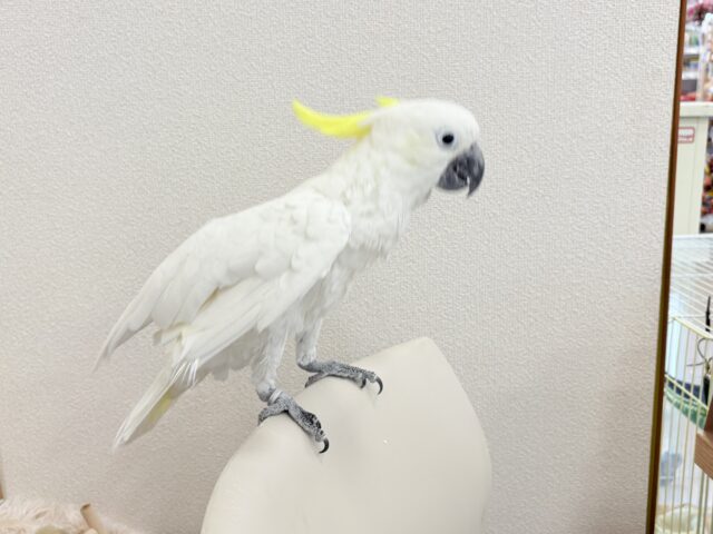 アルーキバタン