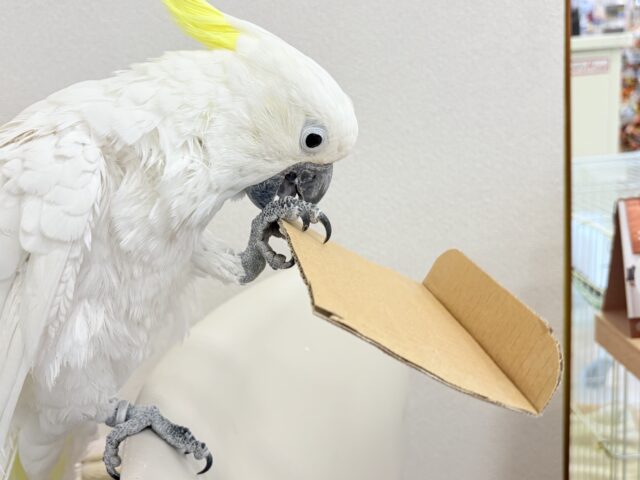 アルーキバタン
