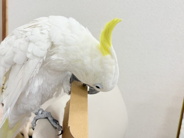 アルーキバタン
