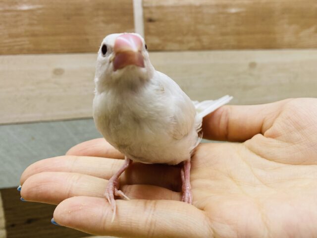 白文鳥