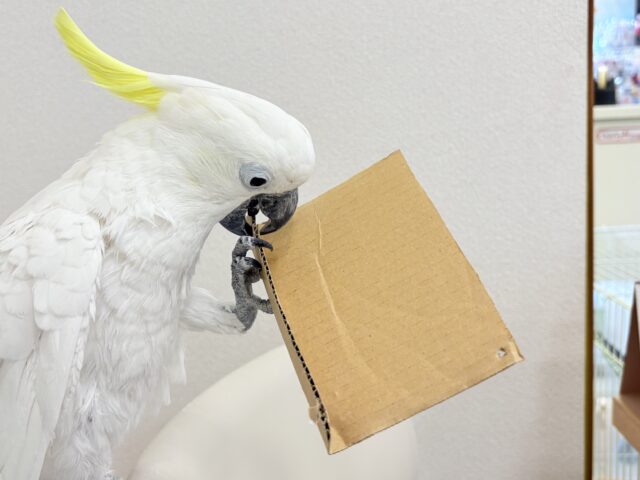 アルーキバタン