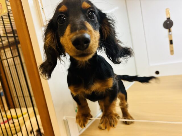 カニンヘンダックス