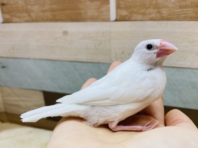 白文鳥