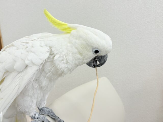 アルーキバタン