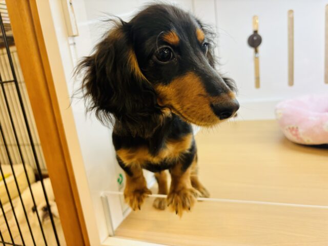 カニンヘンダックス