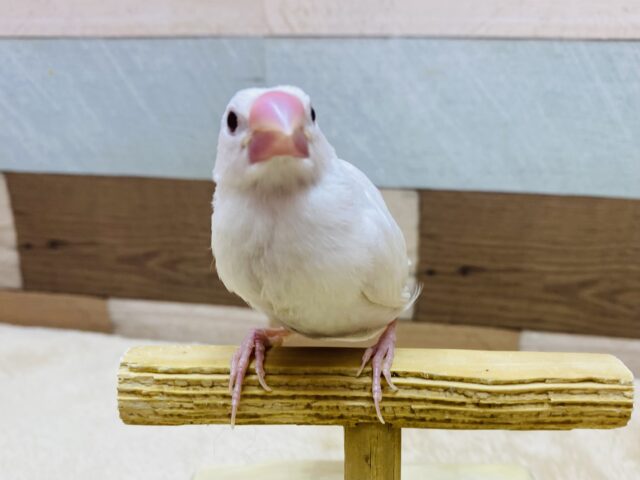 白文鳥