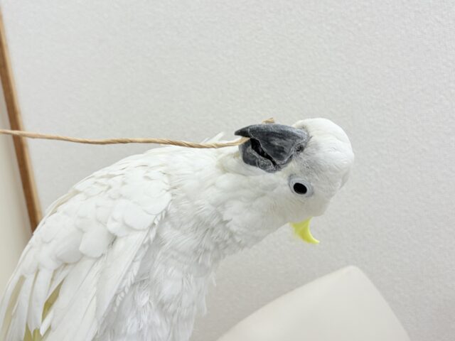 アルーキバタン