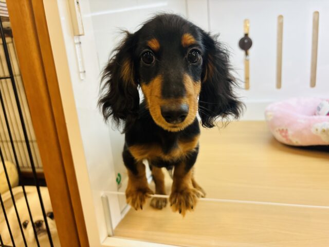 カニンヘンダックス