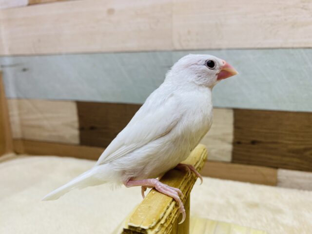 白文鳥