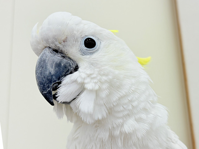ハッピーオーラ🫧ノリノリキーちゃん🕊💛アルーキバタン(男の子)