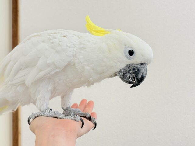 アルーキバタン