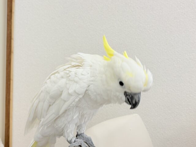 アルーキバタン