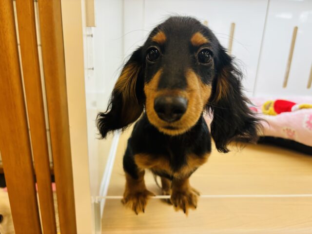 カニンヘンダックス