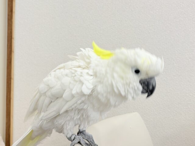 アルーキバタン