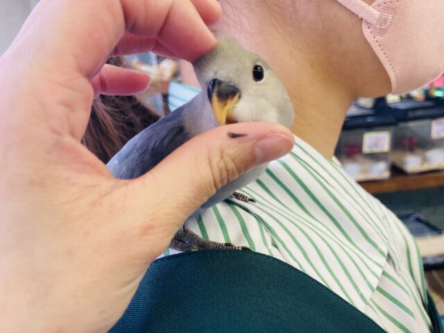 コザクラインコ（小桜インコ）