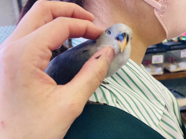 コザクラインコ（小桜インコ）