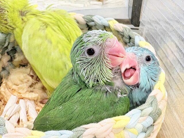 説明画像です