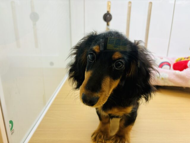 カニンヘンダックス