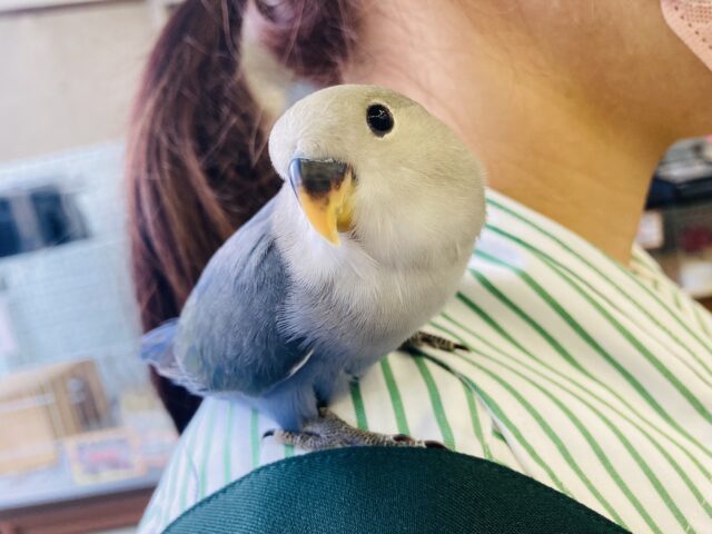 かわいいが溢れてる❤︎*ˊᵕˋ スタッフイチオシ❢❢ 手乗りコザクラインコさん💟