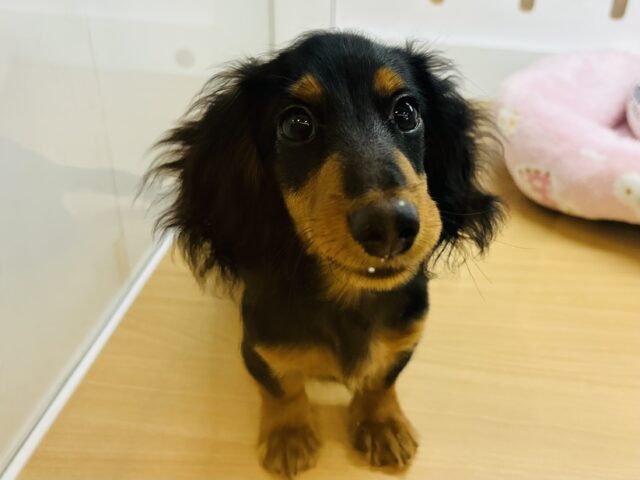 カニンヘンダックス