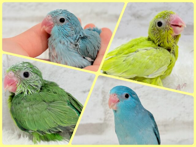 🎀.⋆女の子限定❤︎.*マメルリハ大集合🐣🫛💖