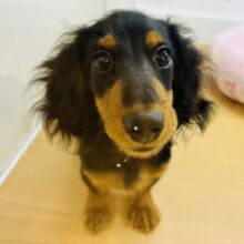 何をしてても頭の中は人のこと〜💕カニンヘンダックスくん！