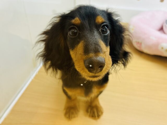 何をしてても頭の中は人のこと〜💕カニンヘンダックスくん！