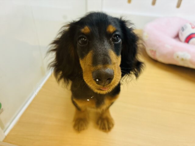 カニンヘンダックス