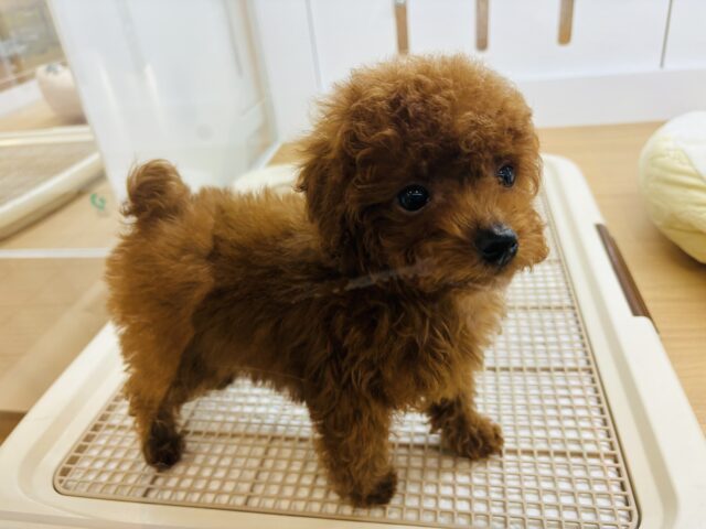 トイプードル