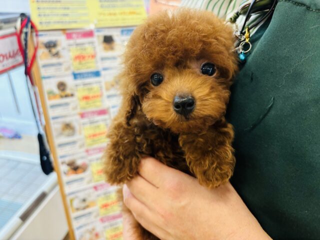 トイプードル